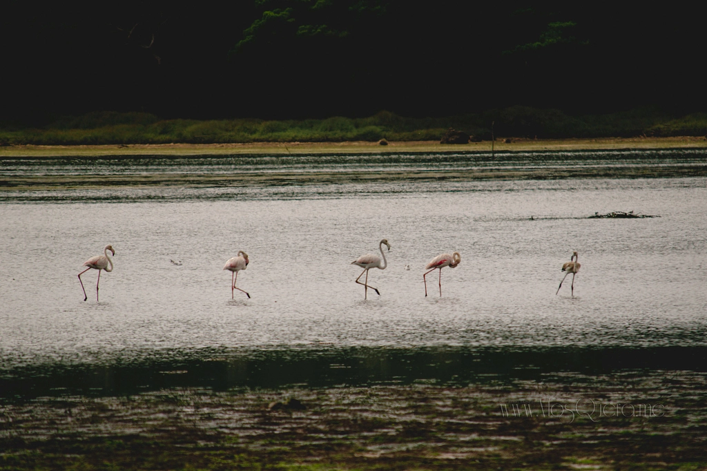 Lagoa de Obidos flamencos de Xose Ramon en 500px.com