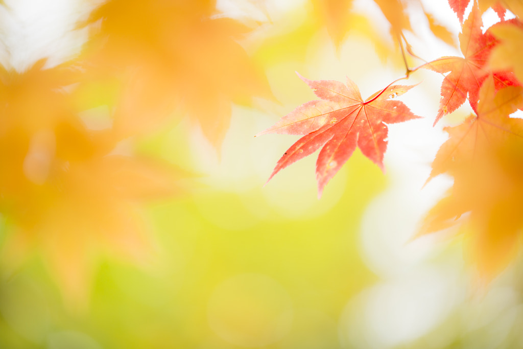 500px.comのKousuke Toyoseさんによる紅葉