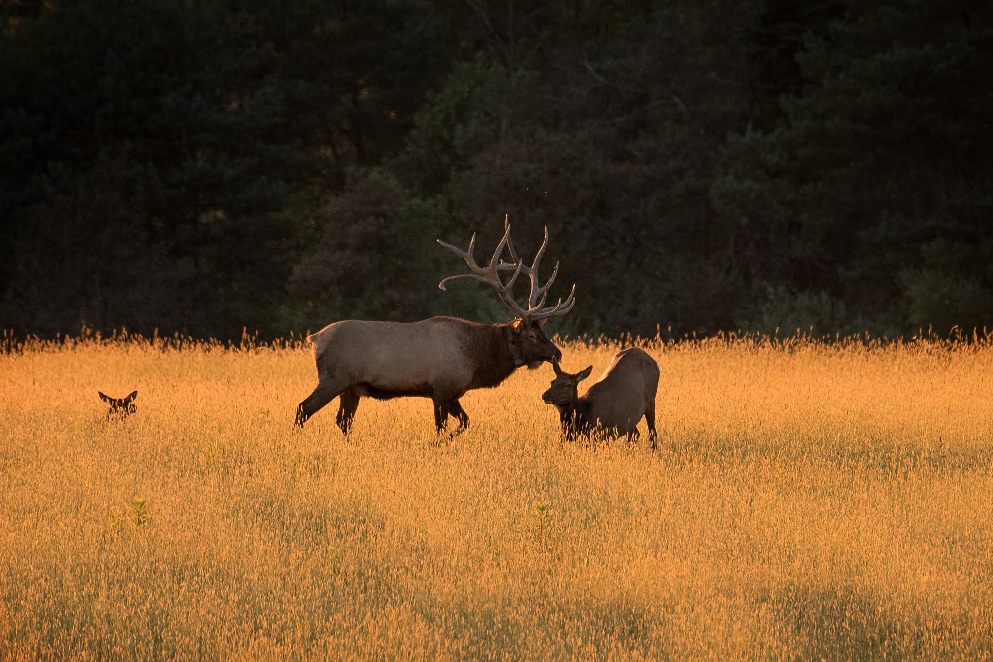 Elk at Sunset