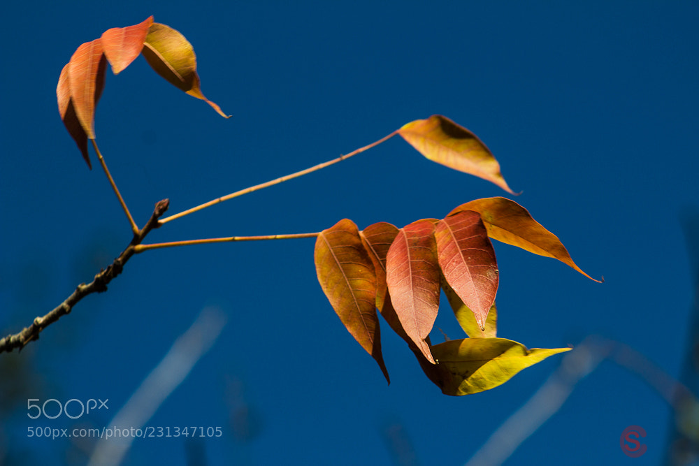 Canon EOS 600D (Rebel EOS T3i / EOS Kiss X5) sample photo. Contrasting collor photography