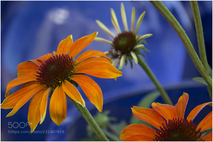 Canon EOS 600D (Rebel EOS T3i / EOS Kiss X5) sample photo. Jpgcomplement photography