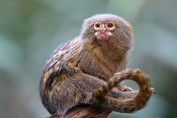 Pygmy marmoset
