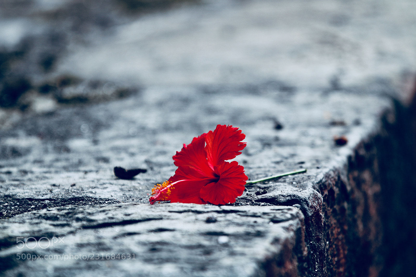 Canon EOS 70D sample photo. A flower photography