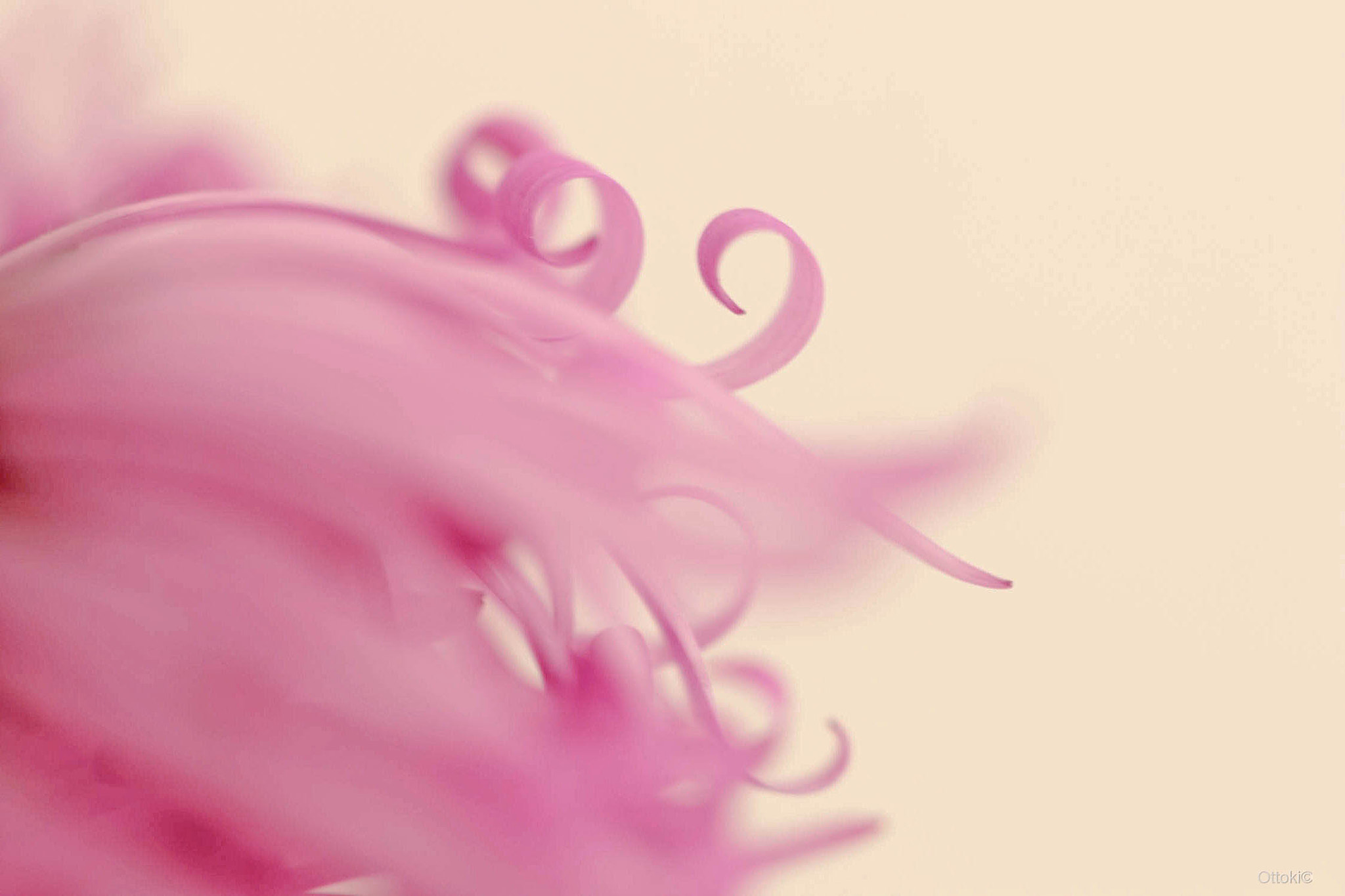 Volutes.