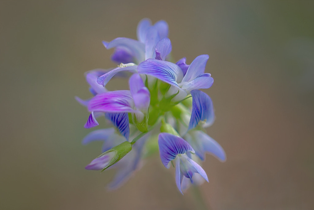 wild Orchid by Miguel Lora Quintero on 500px.com