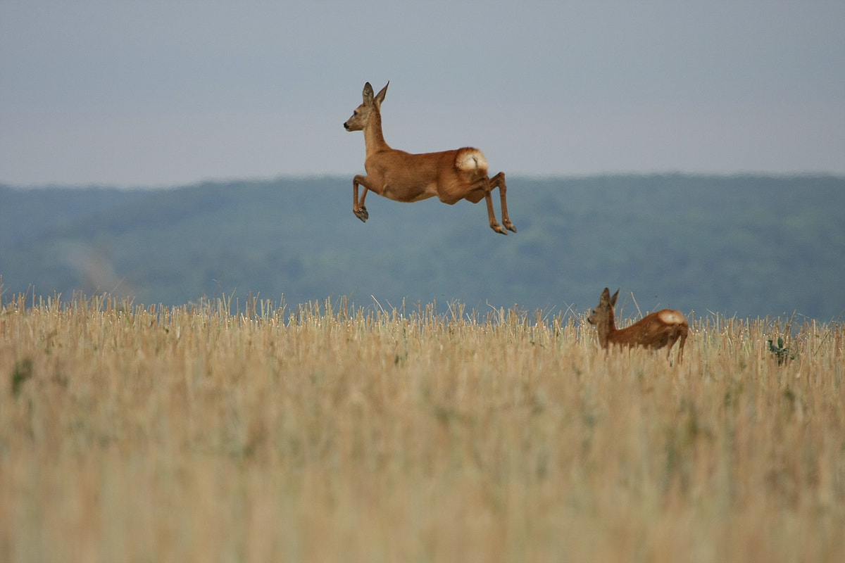 Das Reh springt hoch, das Reh springt weit, warum auch nicht, es hat ja ...