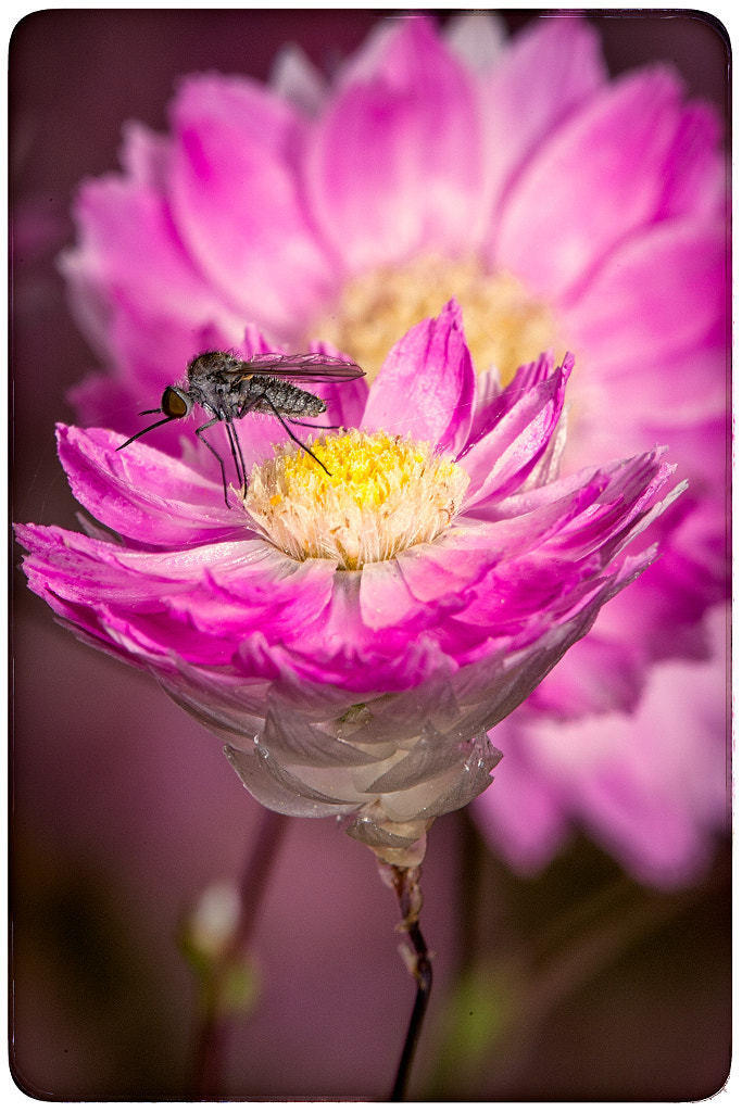 Pink Everlastings by Paul Amyes on 500px.com