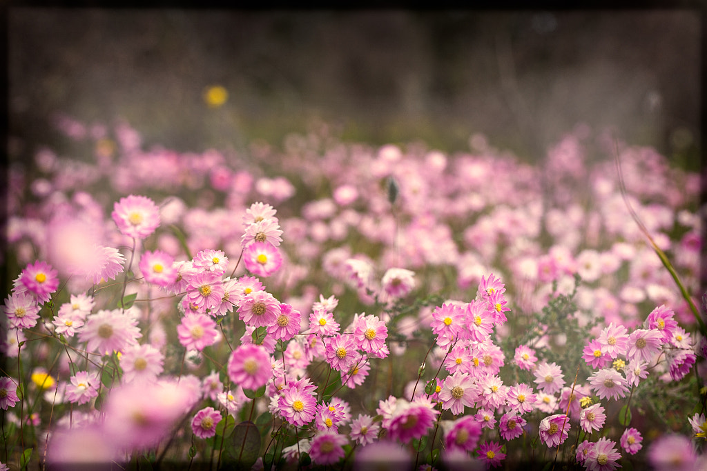 Pink Everlastings by Paul Amyes on 500px.com