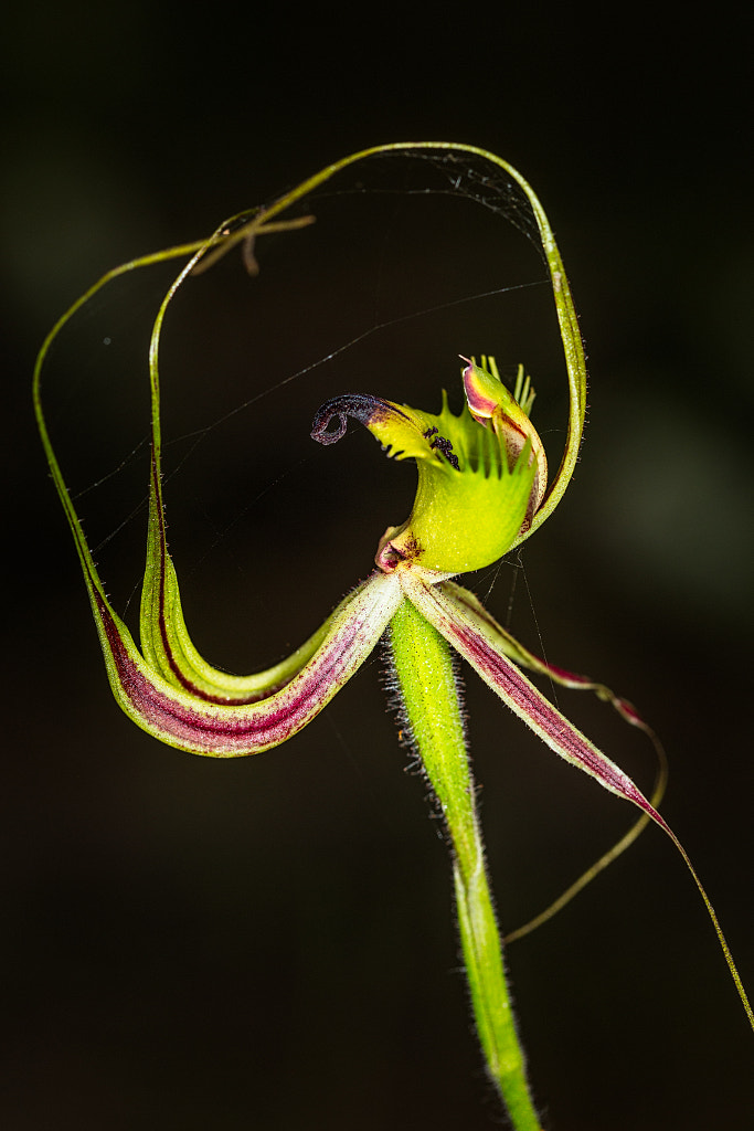 Encircled by Paul Amyes on 500px.com