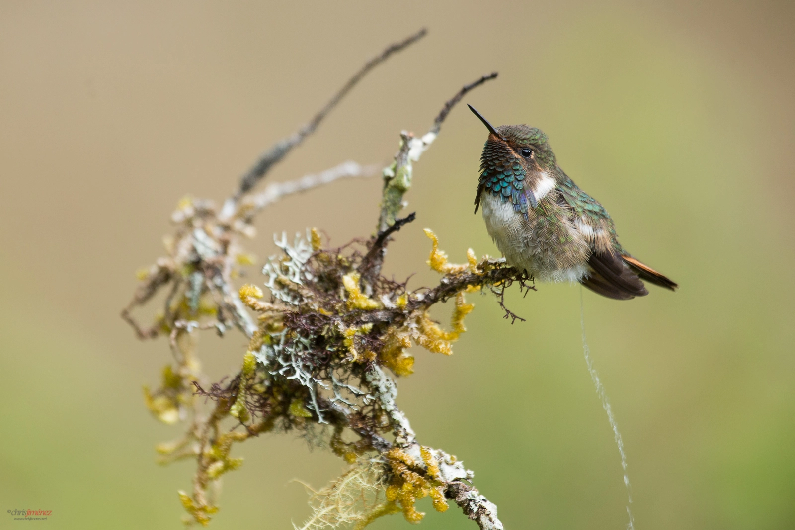 Volcano Hummingbird (Selasphorus flammula) male peeing