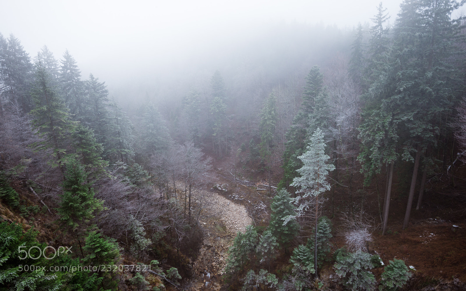Nikon D800 sample photo. Foggy forest near disneyland-like photography