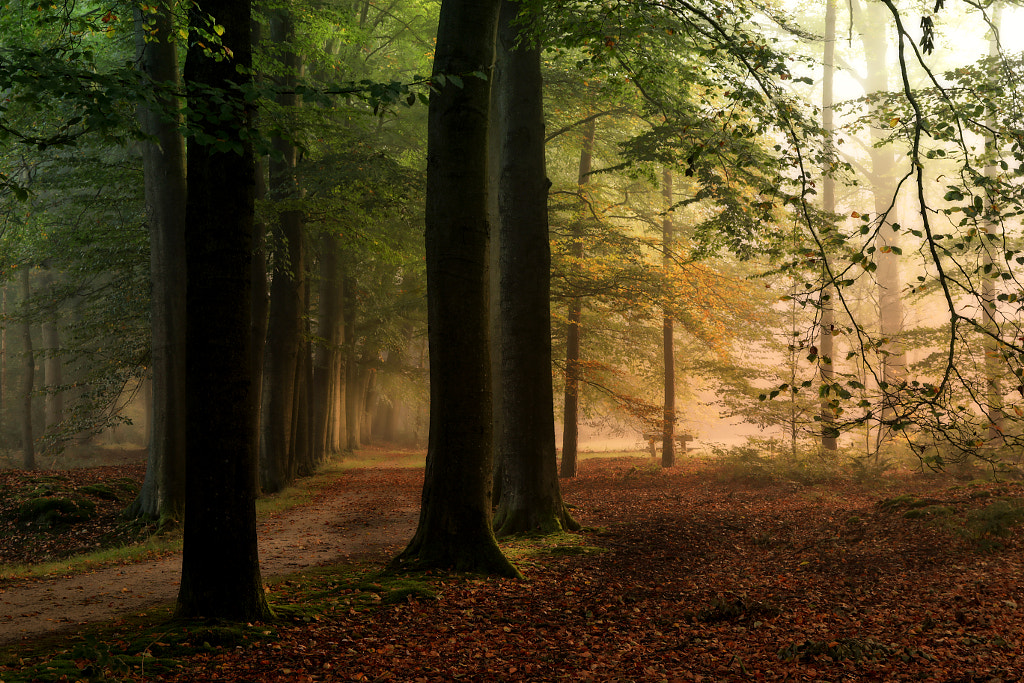 Special atmosphere in the forest by Lydia Machant on 500px.com