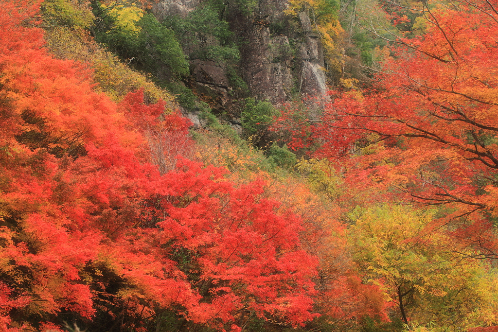 autumncollar by makoto isa on 500px.com