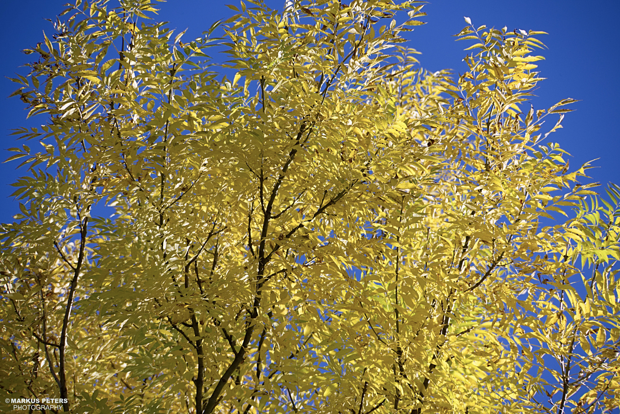 Goldener Oktober