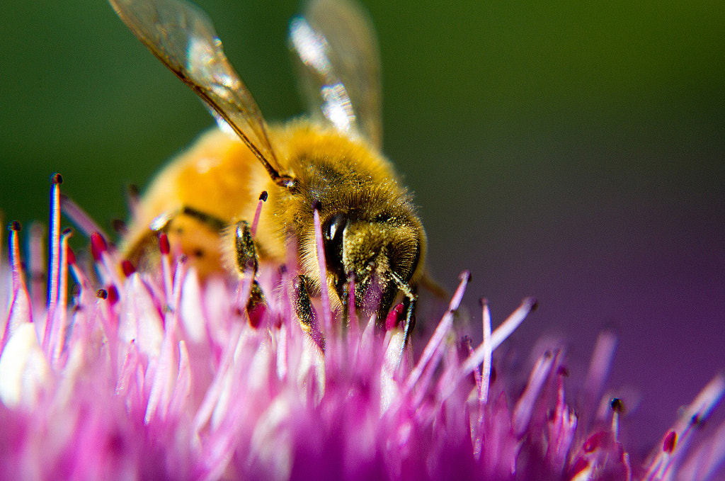 macro-photography - Life in Colour by Robert K. Baggs on 500px.com