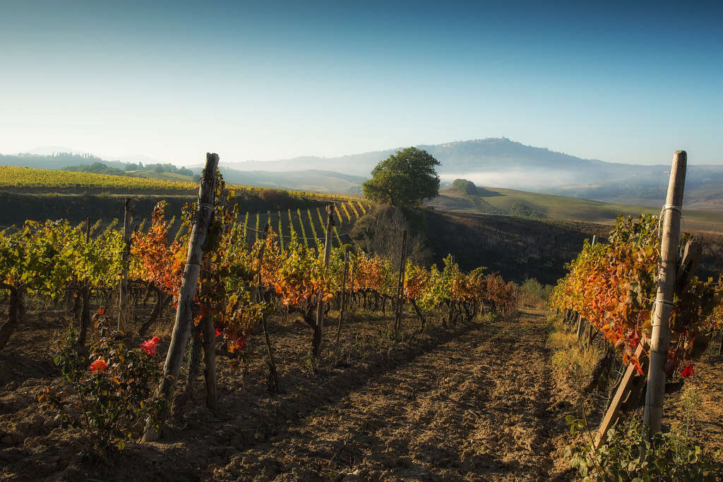 October in Montalcino by Irca  Caplikas on 500px.com