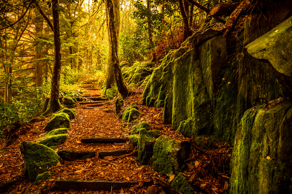 Into the Forest by Maura Seabrooke on 500px.com