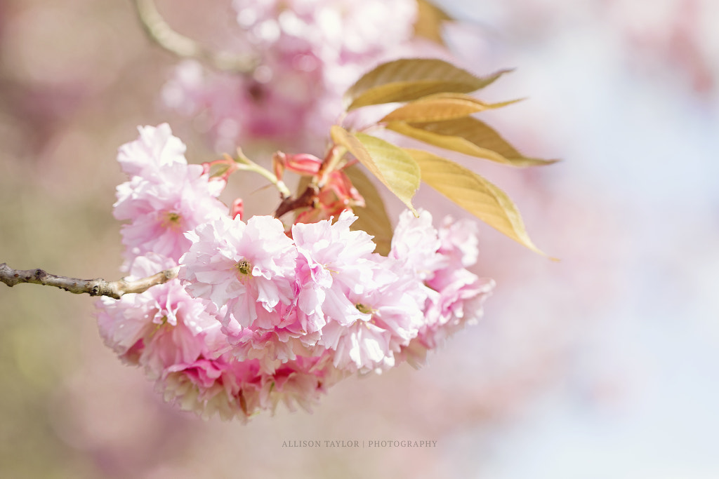 Rosy skies by Allison Taylor on 500px.com