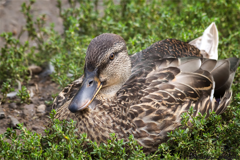 Wild duck in the grass