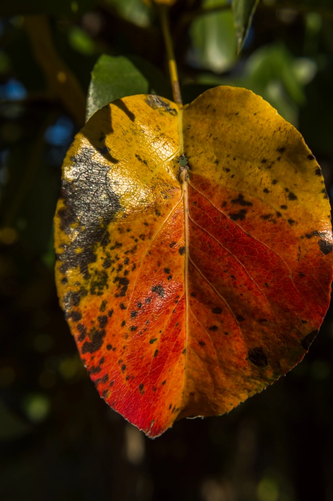 Autumn colors 01 by Milen Mladenov on 500px.com