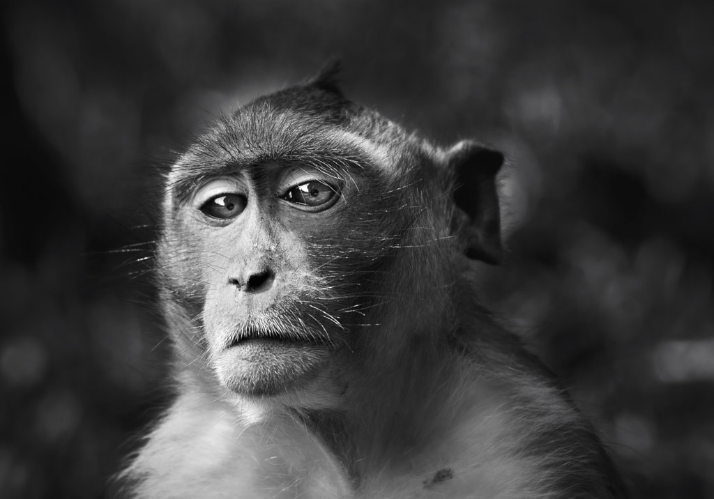 Portrait of a monkey by Sebastian-Alexander Stamatis on 500px.com