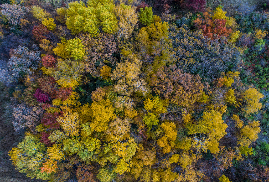 Drone Fall Colors Yellow by Binary Blogger on 500px.com