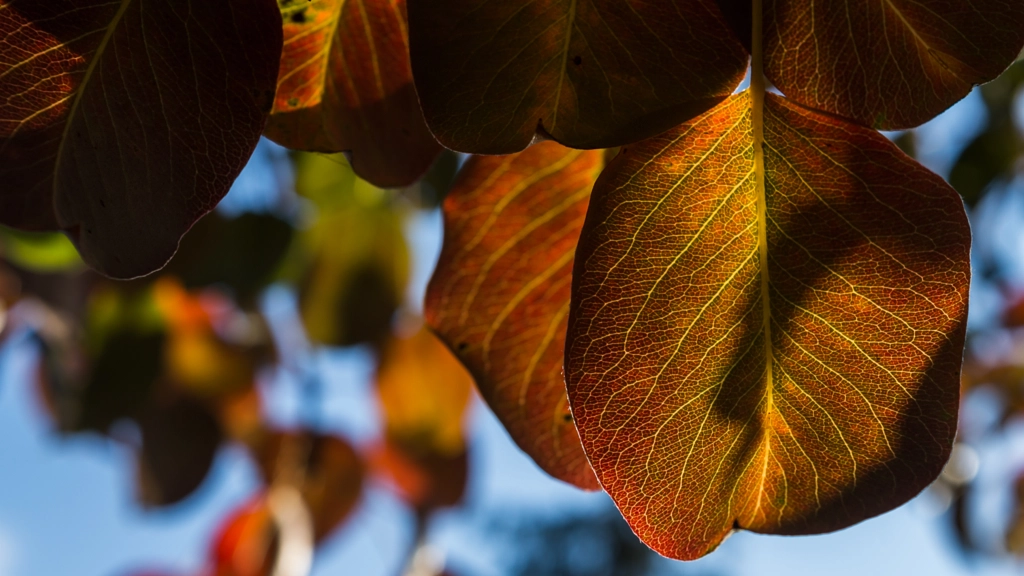 Autumn colors 02 by Milen Mladenov on 500px.com