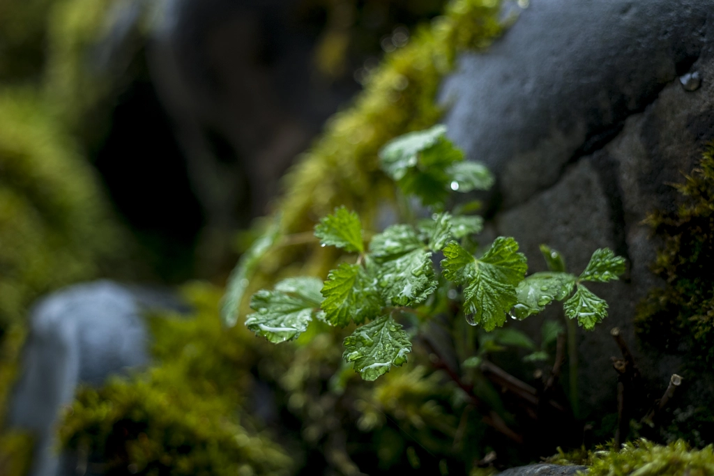 500px.comのYasuhiro MatsunamiさんによるLittle forest