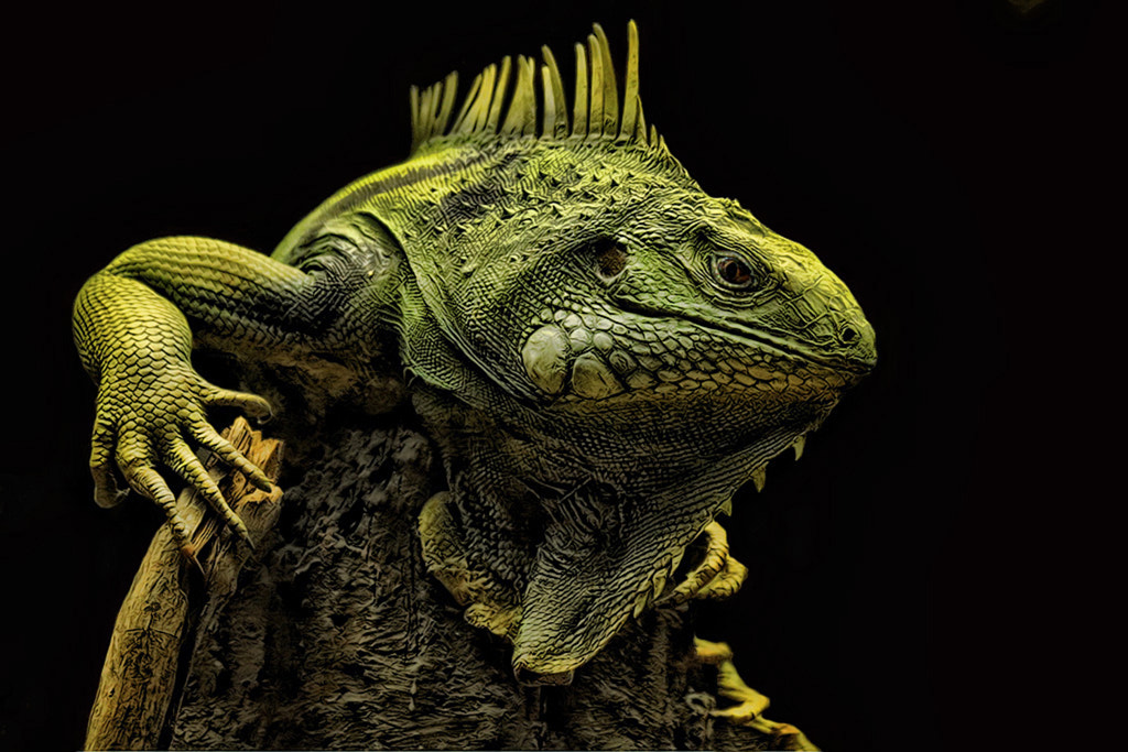 Green Iguana by John Larson on 500px.com