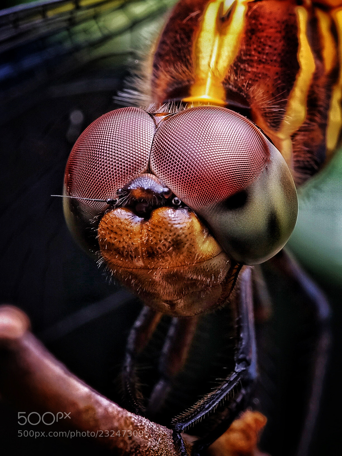 Fujifilm GFX 50S sample photo. Big eyes photography