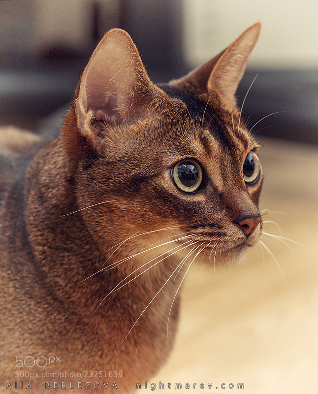 Photograph Abyssinian by Alla Berlezova