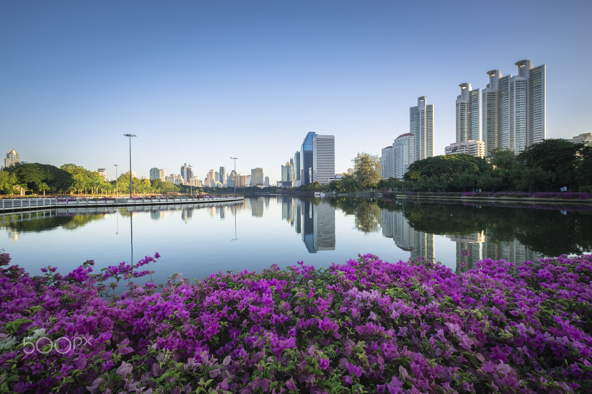 Lake Amidst Bougainvilleas And Buildings