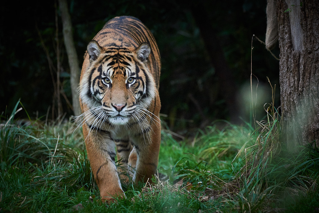 Stalker by Ben Denison on 500px.com