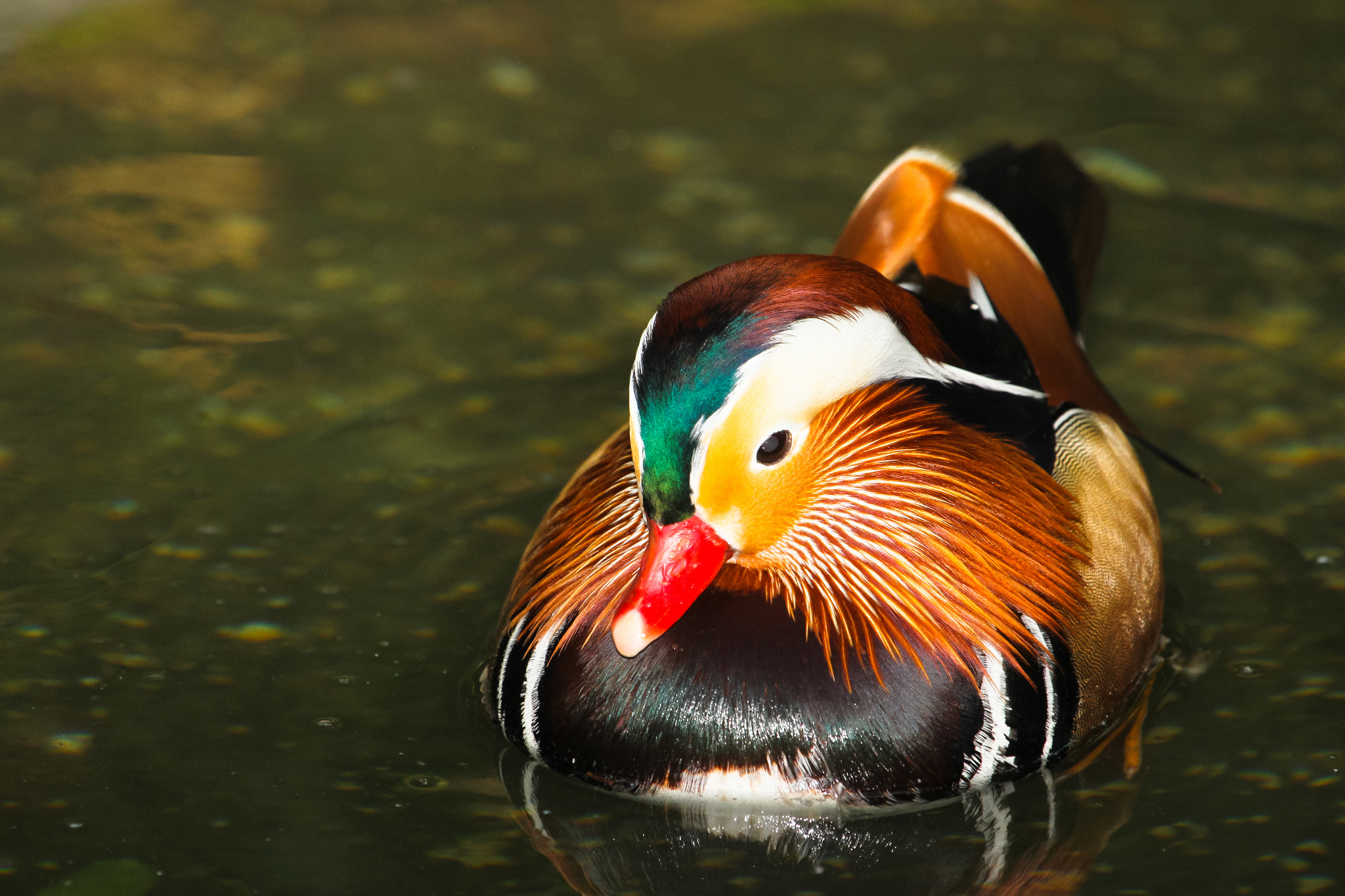 Mandarin Duck