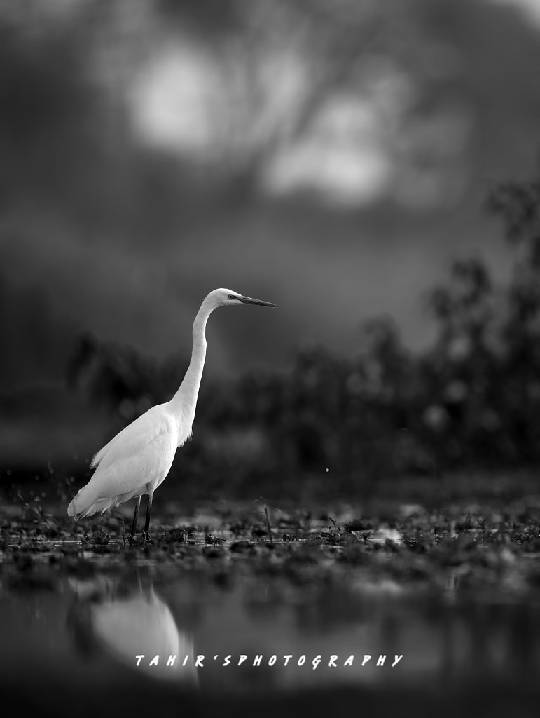 The great Egret by Nature images on 500px.com