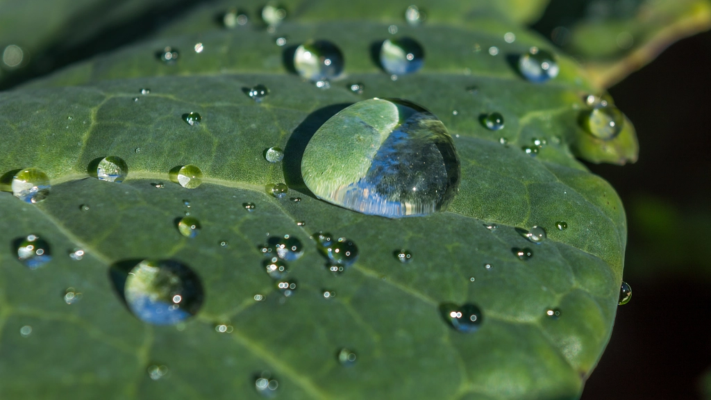 Morning dew by Milen Mladenov on 500px.com