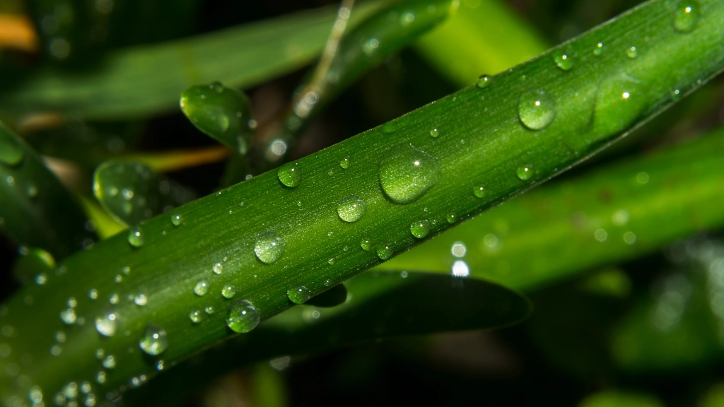 Morning dew 2 by Milen Mladenov on 500px.com