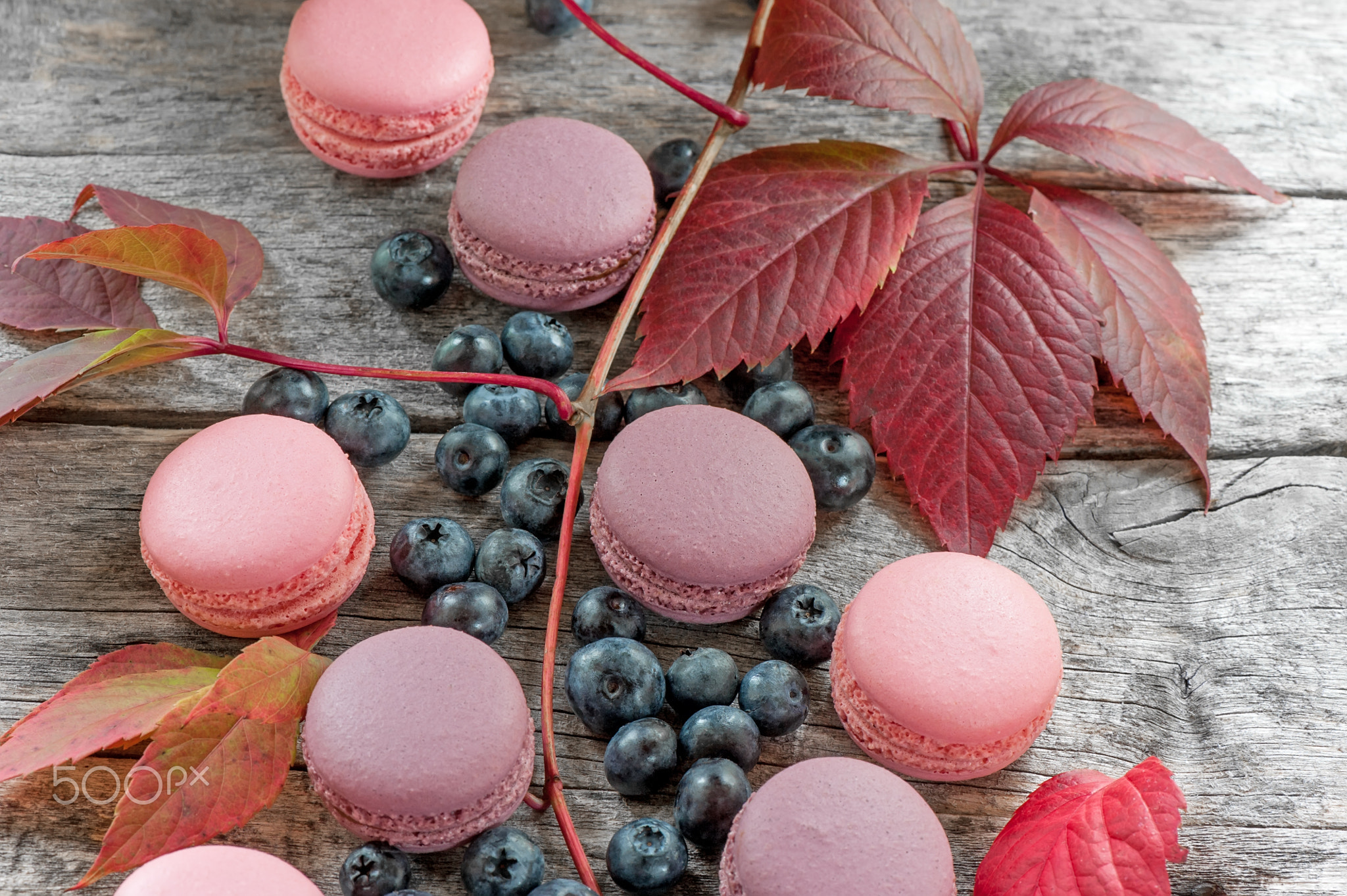 Ripe blueberry with pink macaroons and red beautiful autumn leaves. Copy space.