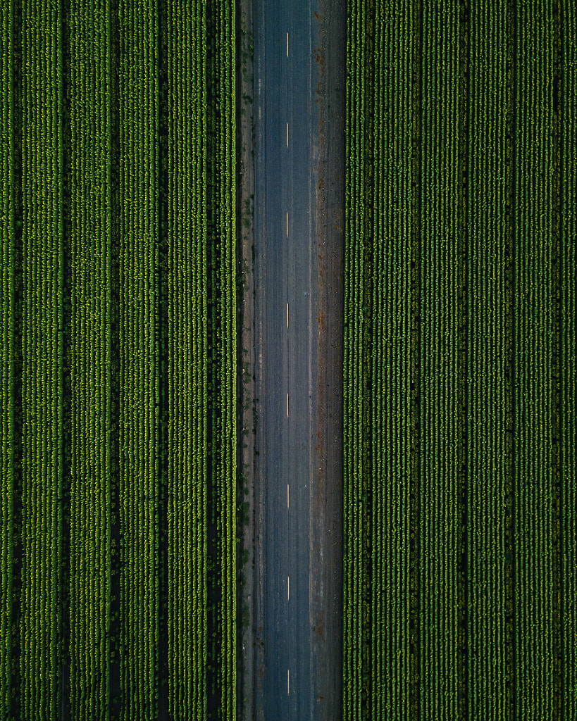 Drone over sunflowers by Oscar Nilsson on 500px.com