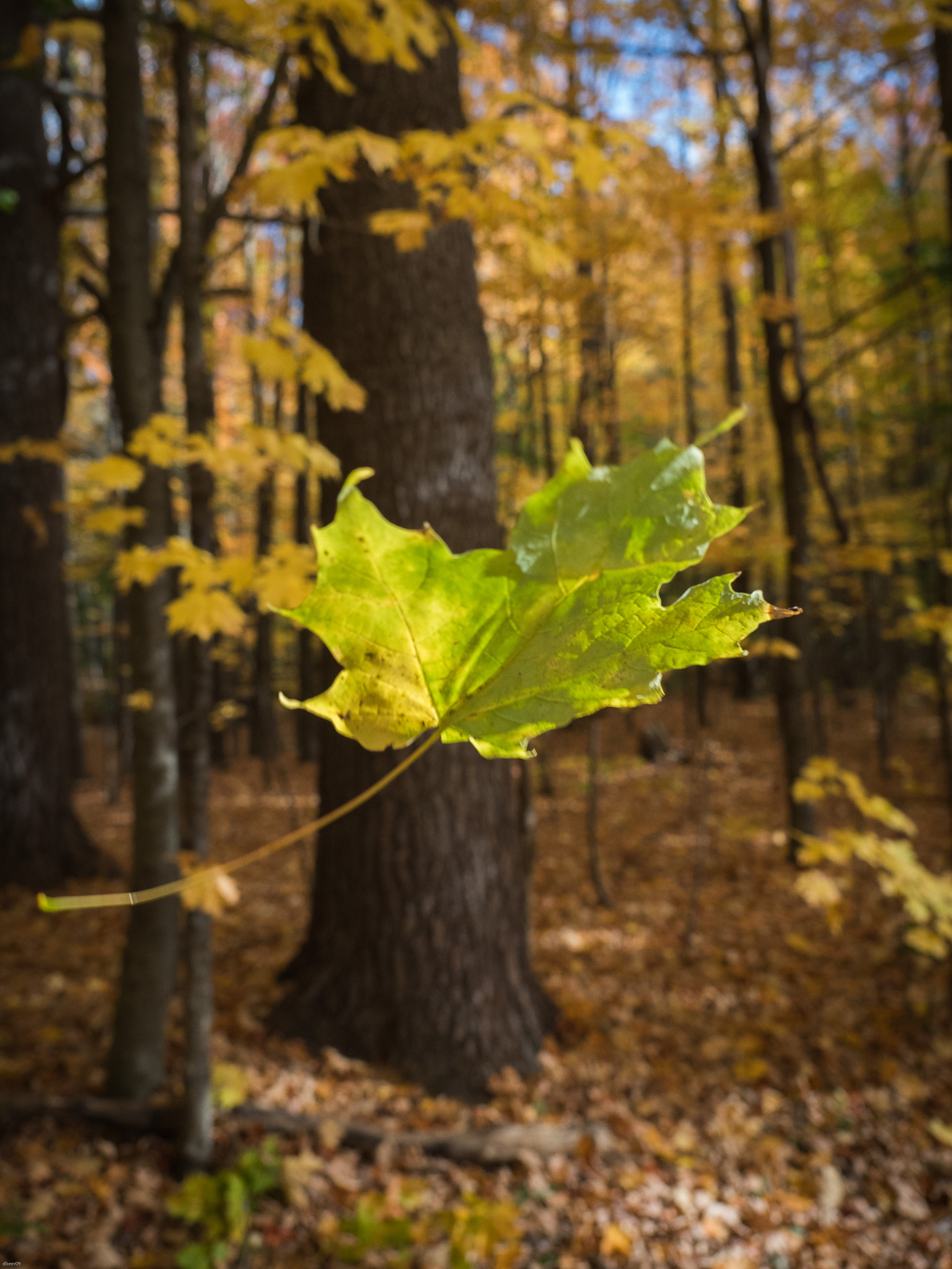 Falling leaf. (128 frames later).