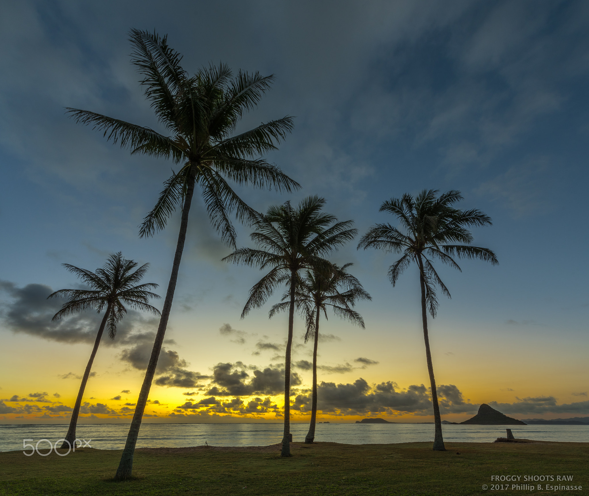 Palm trees gather for dawn