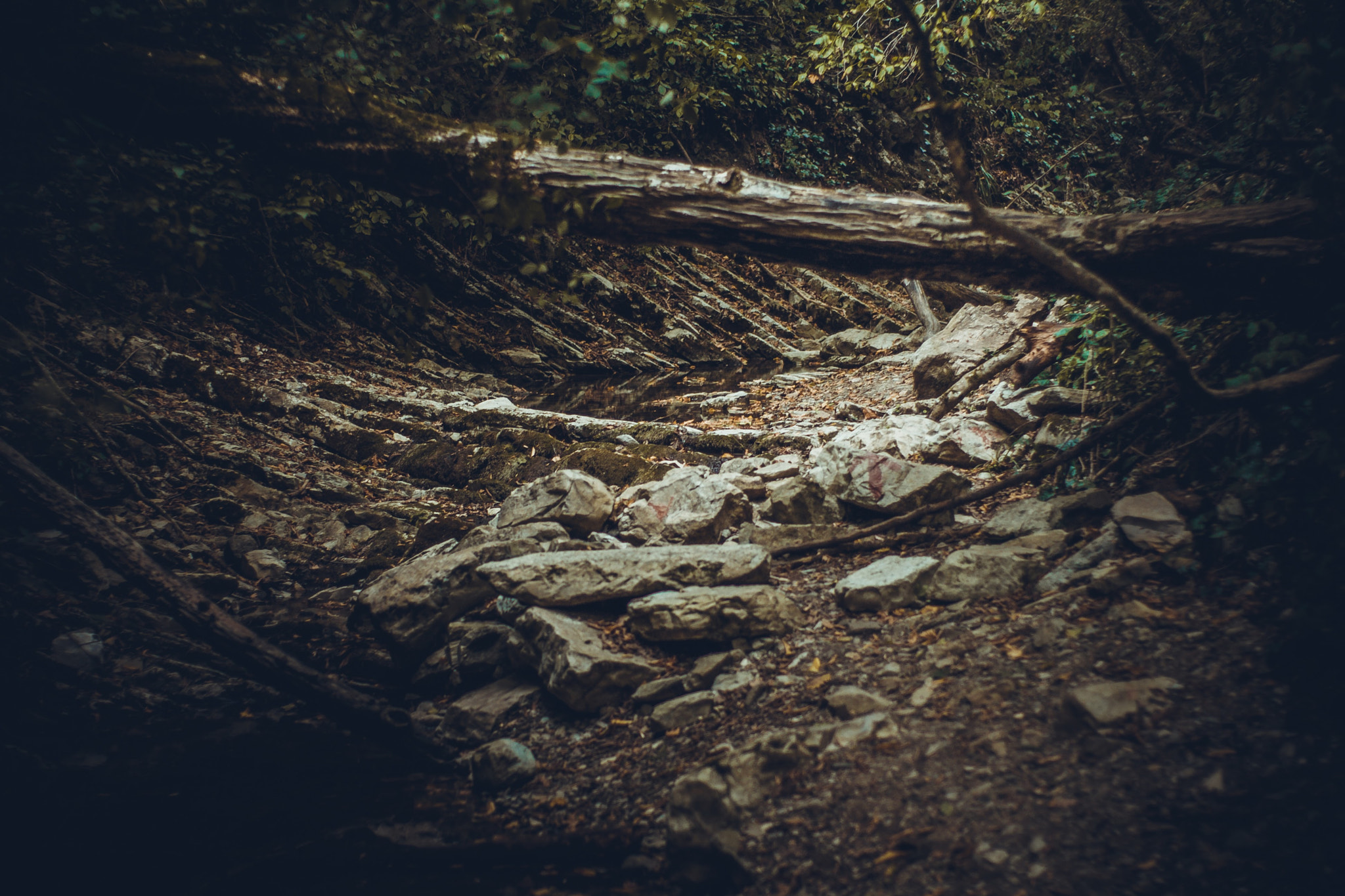 Falen wood