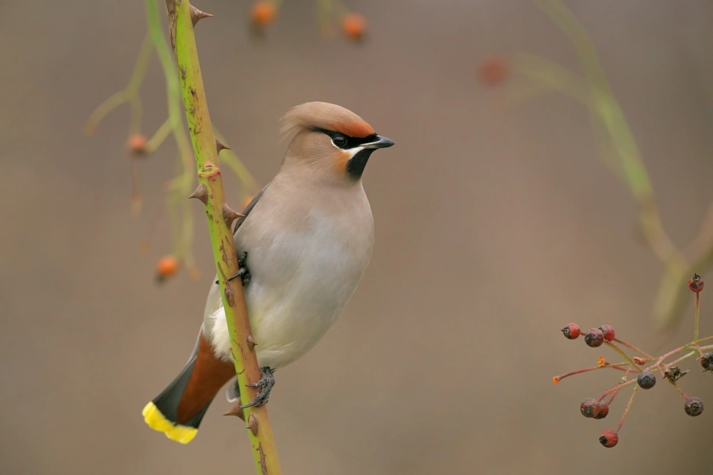 Bombycilla garrulus... by Ogun Caglayan Turkay on 500px.com