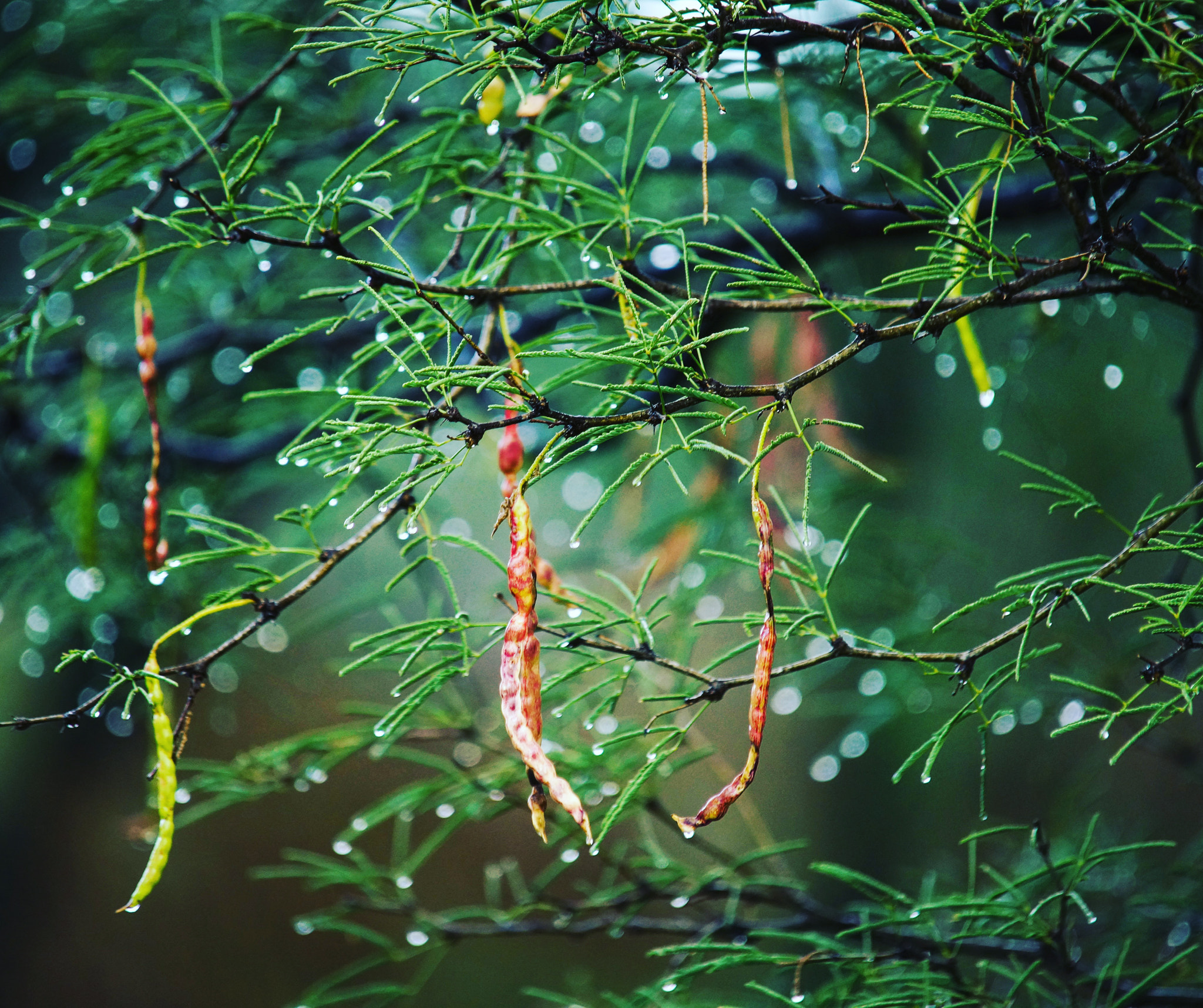 Mesquites