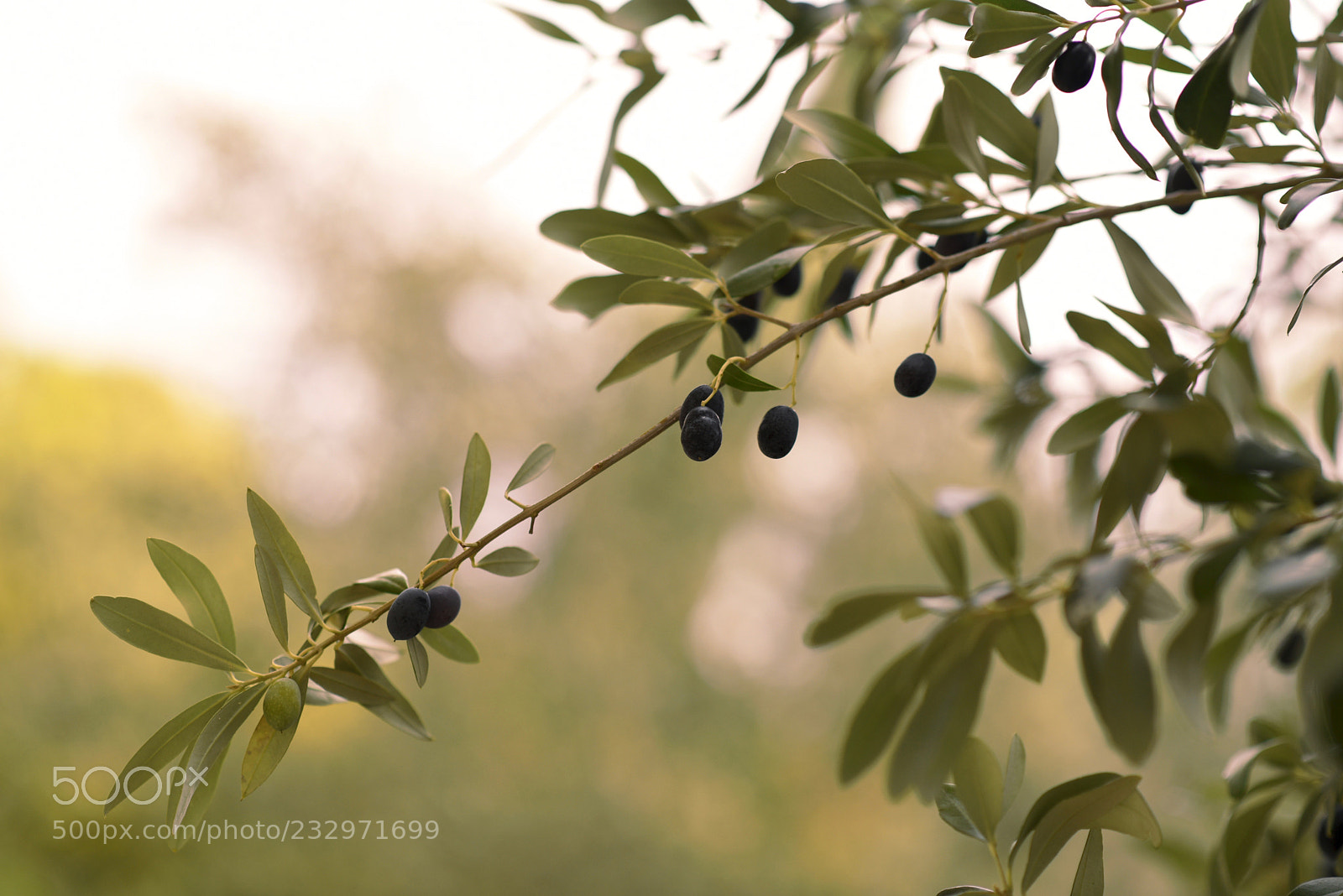 Nikon D750 sample photo. Olive tree photography