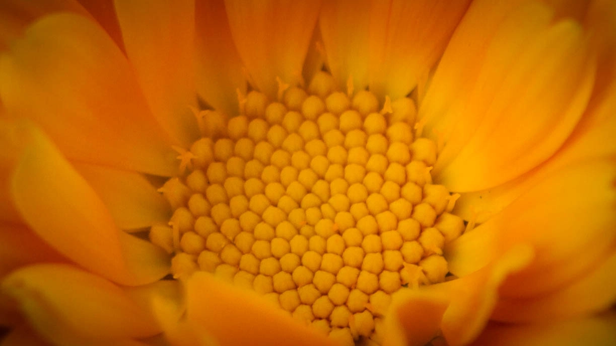 Orange Flower (2850)
