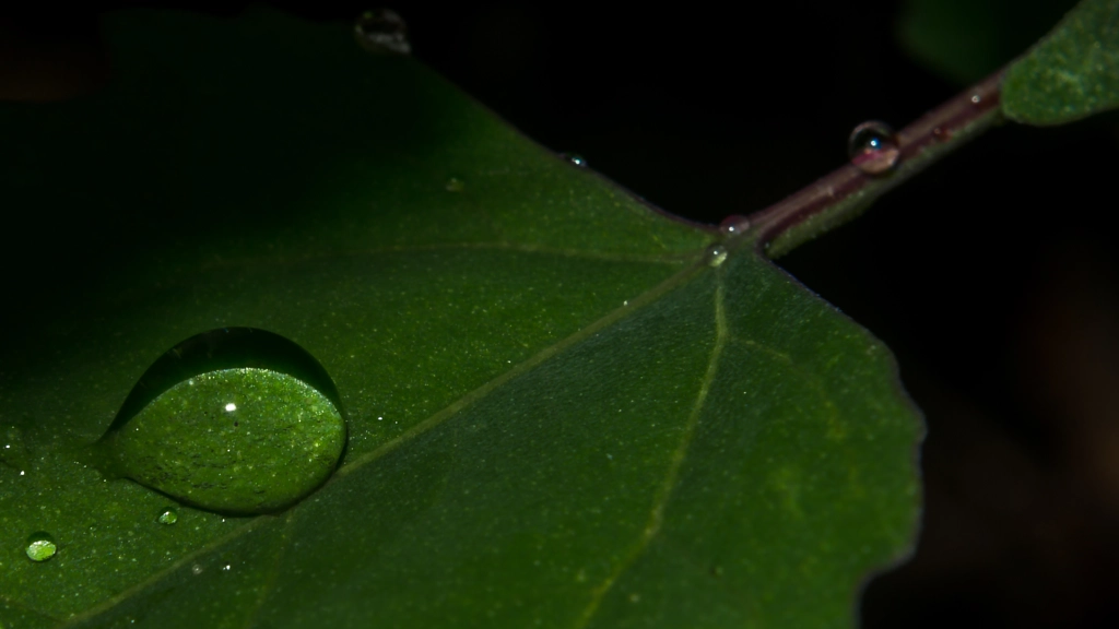 Dew drops on leaf by Milen Mladenov on 500px.com