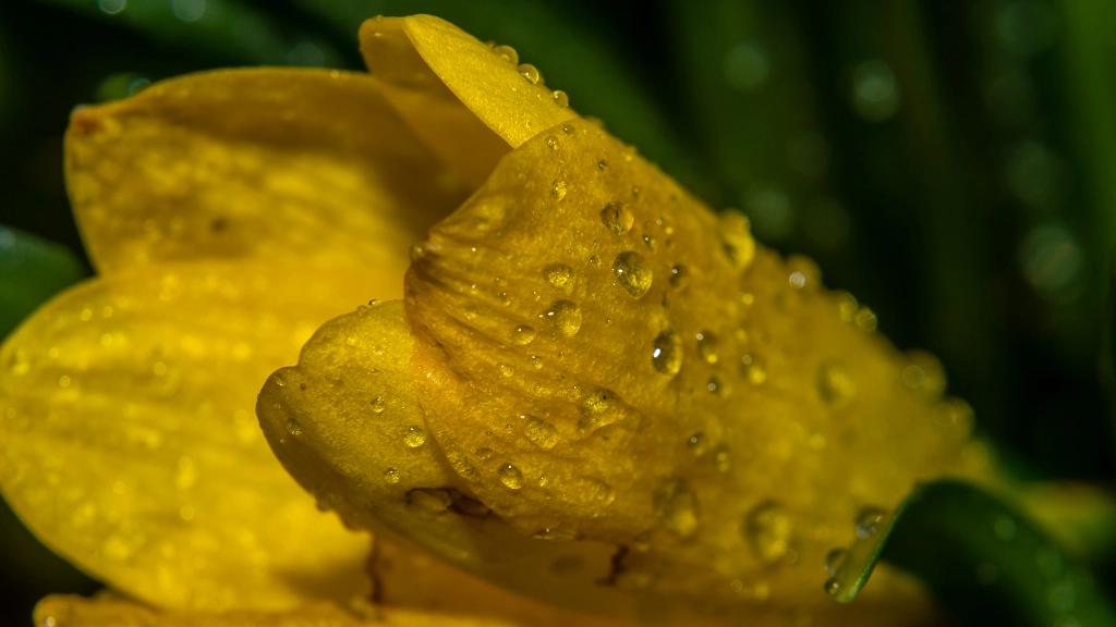 Crocus flavus 22 by Milen Mladenov on 500px.com