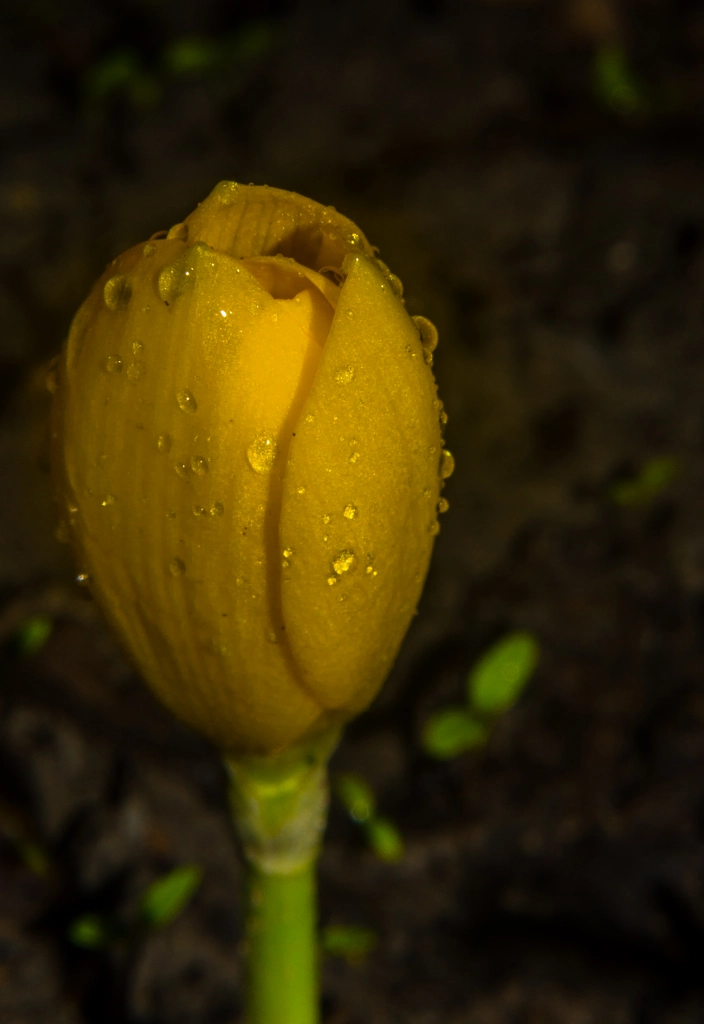 Crocus flavus 20 by Milen Mladenov on 500px.com