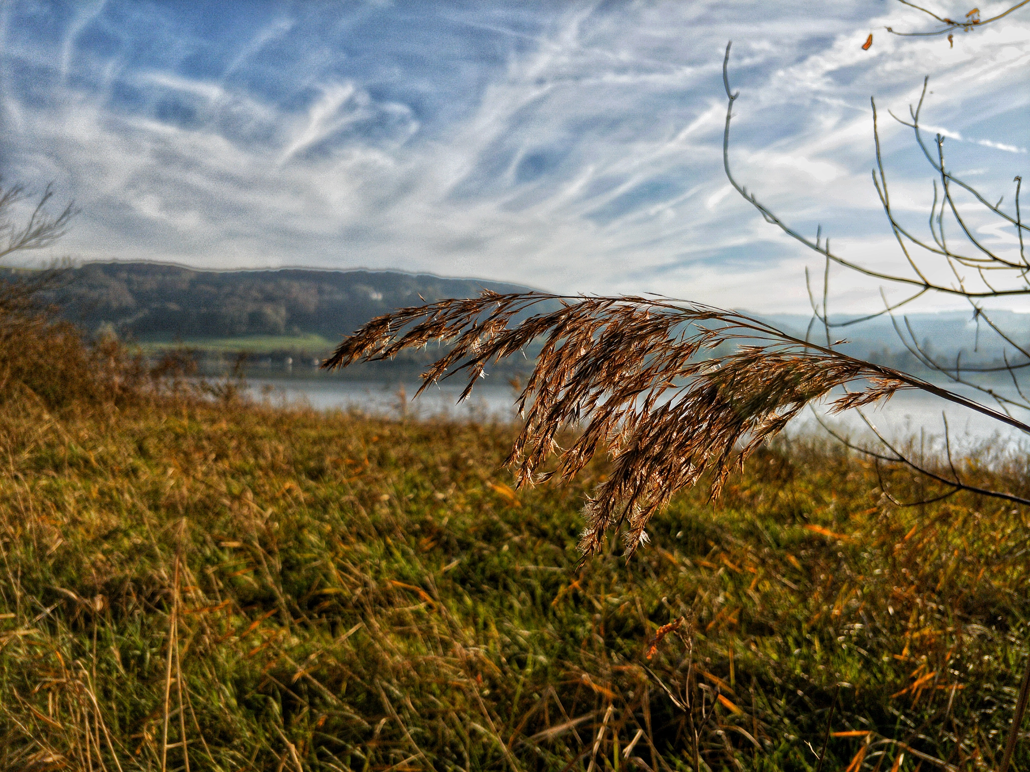 Reed in the Wind